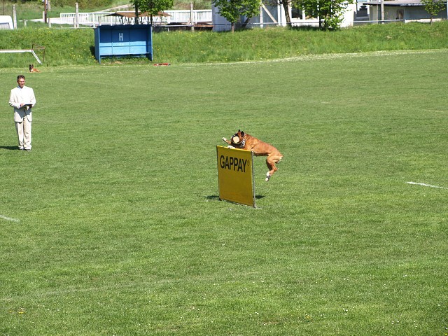 www.atibox.net * www.euroboxer.eu * www.boxergenealogia.eu